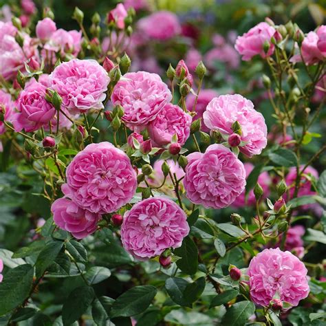 rose karr|rosa harlow carr rose.